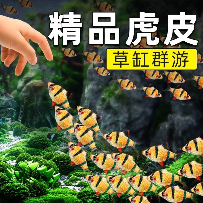 虎皮鱼群游小型热带鱼淡水鱼