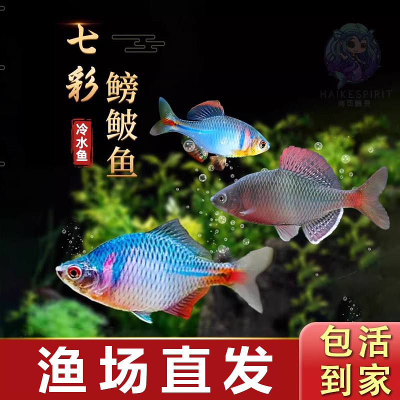 进口高端鳑鲏鱼冷水淡水