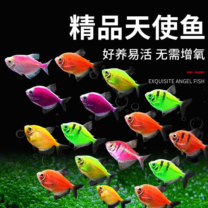天使鱼小型热带观赏鱼混养好看