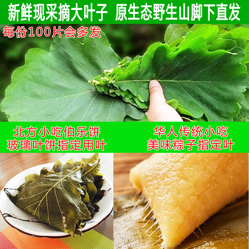 新鲜粽叶孛楞叶伯乐叶饼东北玻璃叶做树叶子大斛槲叶菠萝叶粽子叶