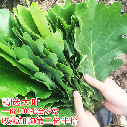 新鲜大粽叶槲叶 伯乐叶柞树叶端午包粽子100片饼现采玻璃叶桲椤叶