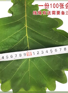 新鲜槲叶伯乐叶桲椤叶玻璃叶饼野生柞树叶包粽子菠萝叶孛桲楞叶饼