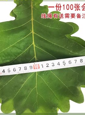 桲楞叶玻璃叶伯乐叶菠萝叶粽子叶