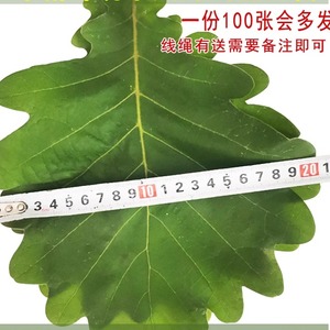 新鲜槲叶伯乐叶桲椤叶玻璃叶饼野生柞树叶包粽子家用菠萝叶送线绳