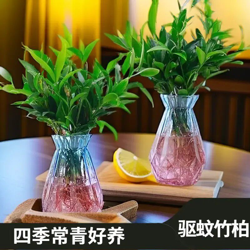 【下单立减30】水培驱蚁竹柏水养盘裁绿植水培花卉客厅办公好养