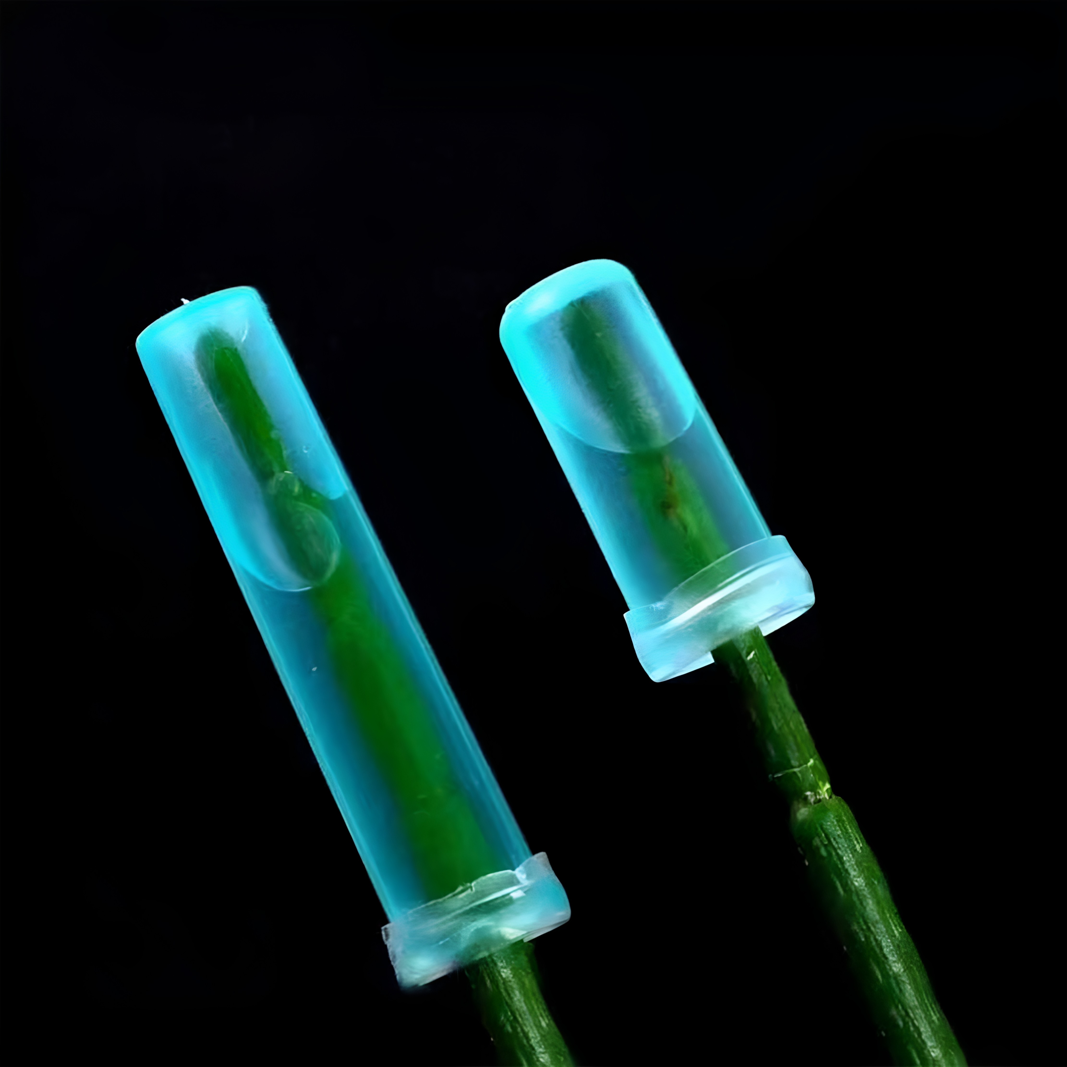 花舞鲜花保鲜营养液管