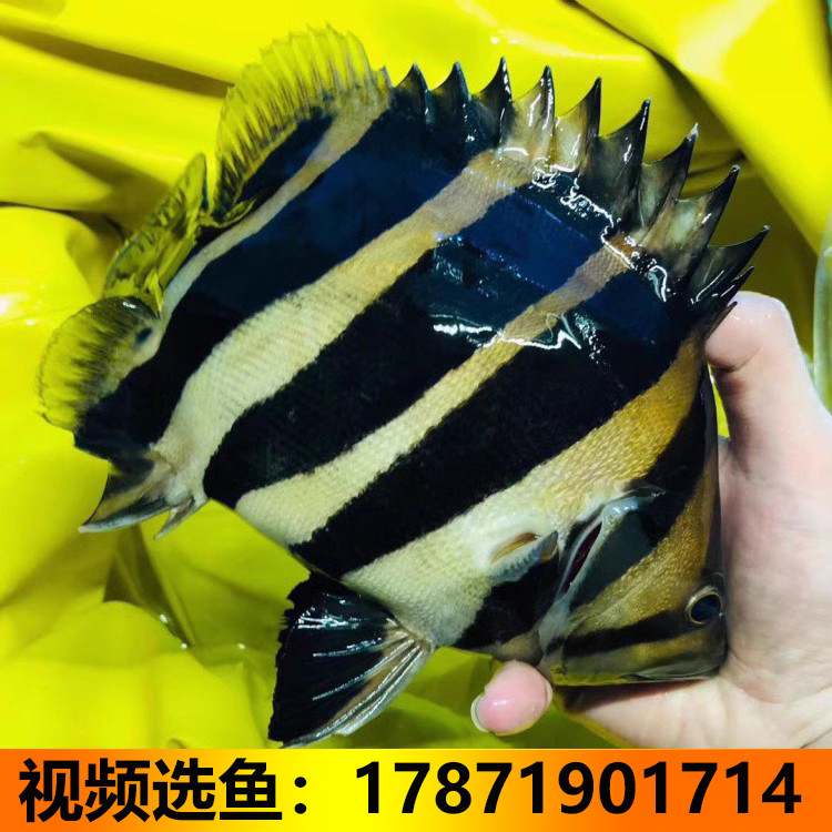 虎鱼活体大型热带鱼苏门答腊虎印尼虎三纹虎练手四纹虎全品健康