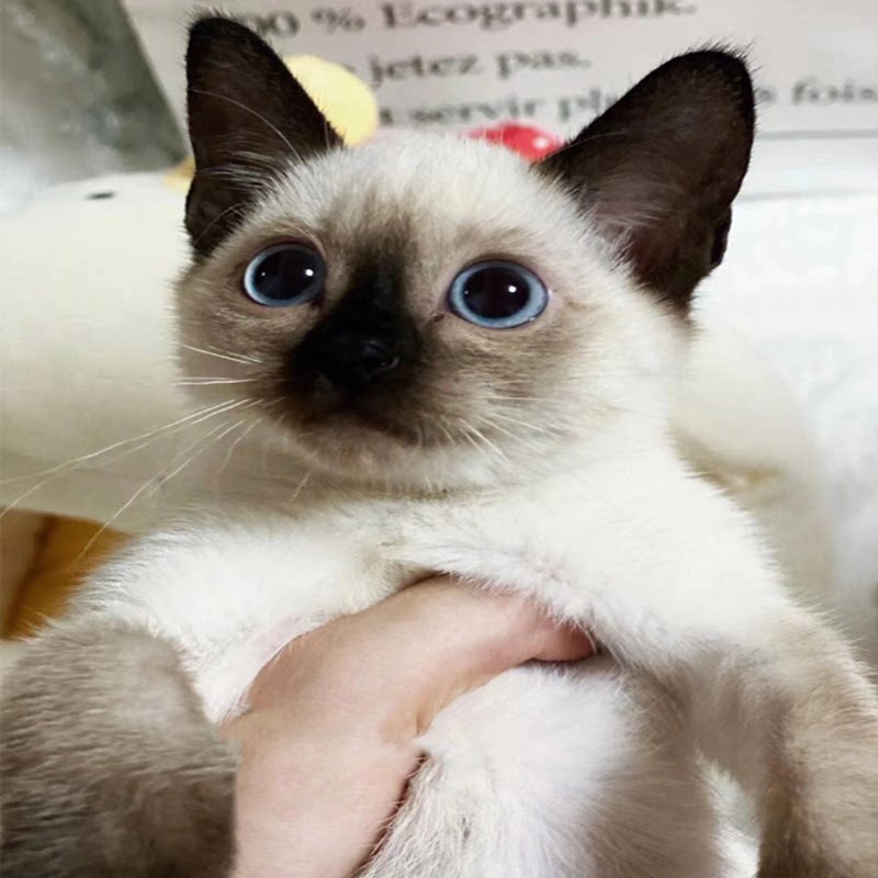 纯种暹罗猫幼猫短毛猫泰国猫海豹重点色蓝眼小猫活体宠物猫咪活物