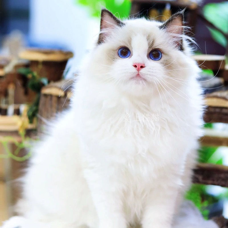 布偶猫幼猫海双蓝双仙女猫赛级加菲猫幼崽小猫猫活体宠物猫咪活物