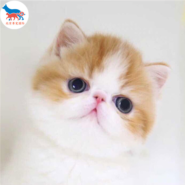 纯种加菲猫幼猫活体白色黄白宠物猫幼崽长毛波斯猫活物猫咪活幼体