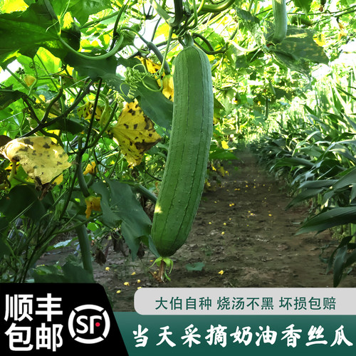 大伯农场自种蔬菜丝瓜