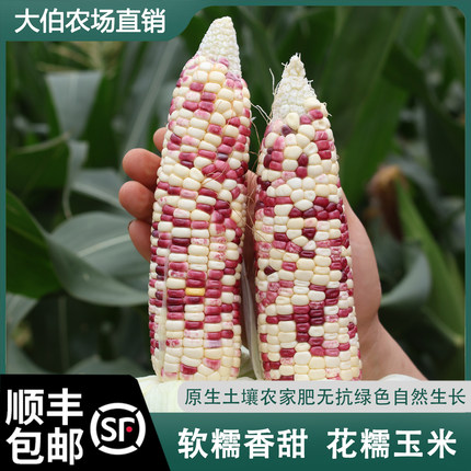 顺丰包邮农家自种 花糯玉米 香糯甜玉米新鲜现摘现发当季
