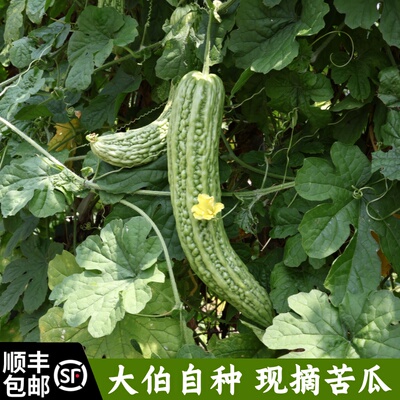 顺丰包邮农家自种苦瓜新鲜脆嫩苏北特产当季时令蔬菜现摘现发