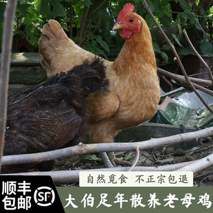顺丰包邮次日达 草鸡 老母鸡 土鸡农家散养走地鸡 大伯足年放养
