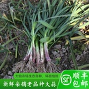 顺丰 苏北特产农家种植大蒜新鲜红皮紫皮大蒜叶现挖鲜蒜时令 包邮