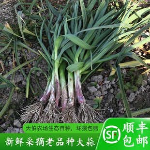 顺丰 苏北特产农家种植大蒜新鲜红皮紫皮大蒜叶现挖鲜蒜时令 包邮