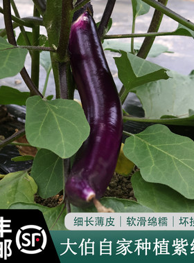顺丰包邮自家种植蔬菜 线茄子新鲜 长茄笔茄紫线茄杭茄 清甜无籽
