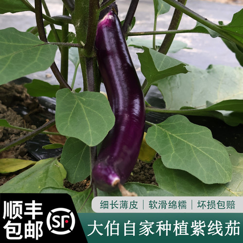 顺丰包邮自家种植蔬菜 线茄子新鲜 长茄笔茄紫线茄杭茄 清甜无籽
