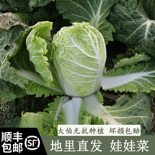顺丰包邮大伯农场自种无添加新鲜娃娃菜当季新鲜蔬菜