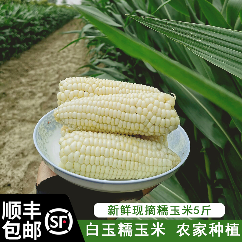 白糯玉米香甜新鲜现摘