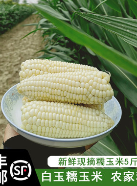 白糯玉米香甜新鲜现摘