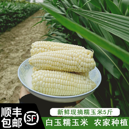 顺丰包邮苏北特产农家自种 白糯玉米新鲜现摘糯香甜微甜孕妇辅食