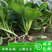 苏北特产老品种青菜蔬菜新鲜当季 顺丰 包邮 时令蔬菜农家自种蔬菜