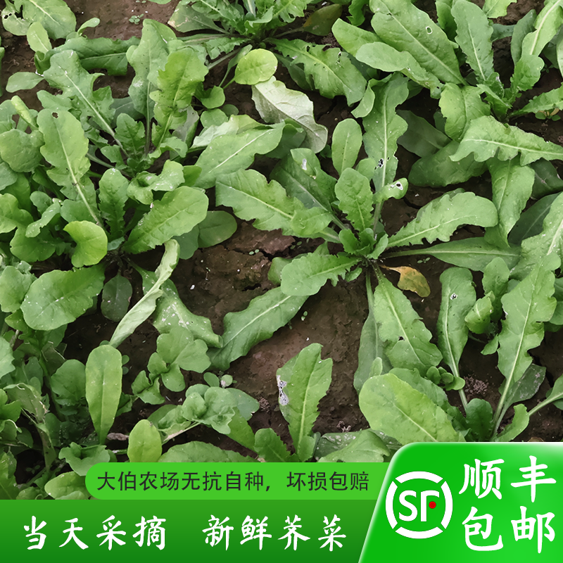 荠菜露天生长新鲜现挖现发
