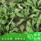 蔬菜 苏北特产农家自种荠菜新鲜野菜混沌春卷水饺馅当季 顺丰 包邮