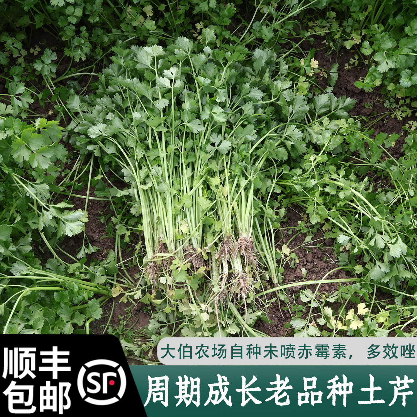 顺丰包邮农家自种老品种药芹土芹菜小香芹新鲜蔬菜新鲜 当季