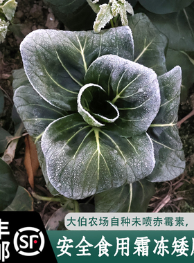 顺丰包邮 上霜青菜 霜冻青菜  霜冻苏州青 时令蔬菜新鲜软糯甜
