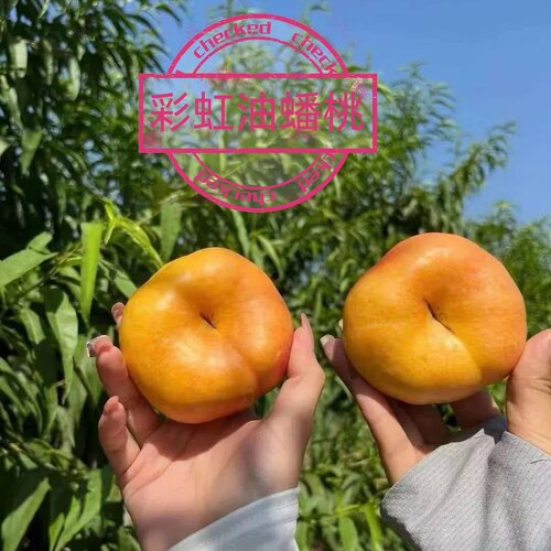 陕西礼泉油蟠桃 黄蟠桃  那个成熟发那个 蟠桃