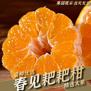 「产地现采」四川春见非催熟精品耙耙柑 精选果