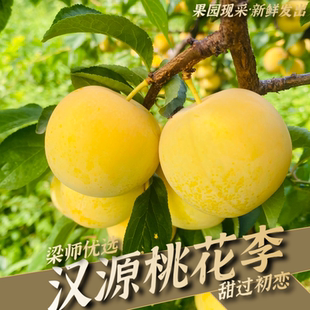「现采顺丰」四川汉源新鲜精品桃花李玉皇李蜂糖李纯甜(坏果包赔)
