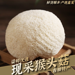 古田现采新鲜猴头菇菌类煲汤火锅2斤装（产地顺丰直发）