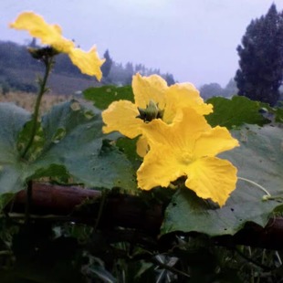 太阳晒干丝瓜花今年新货无化肥丝瓜花干无农药80克一份初级农产品