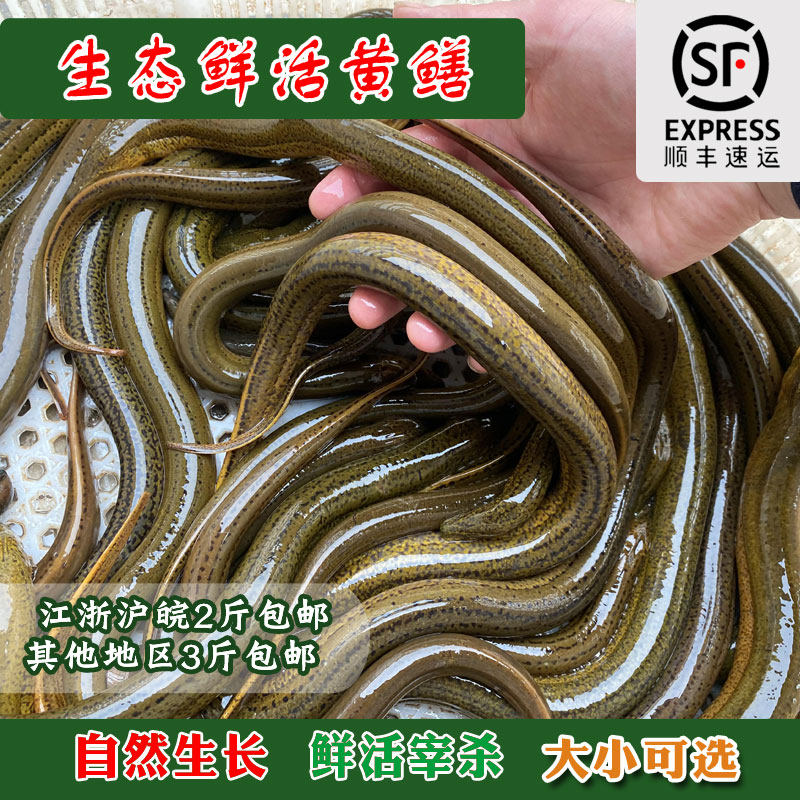 鲜活食用原生态野外新鲜淡水活体现杀黄鳝鱼去骨盘鳝大黄鳝顺丰