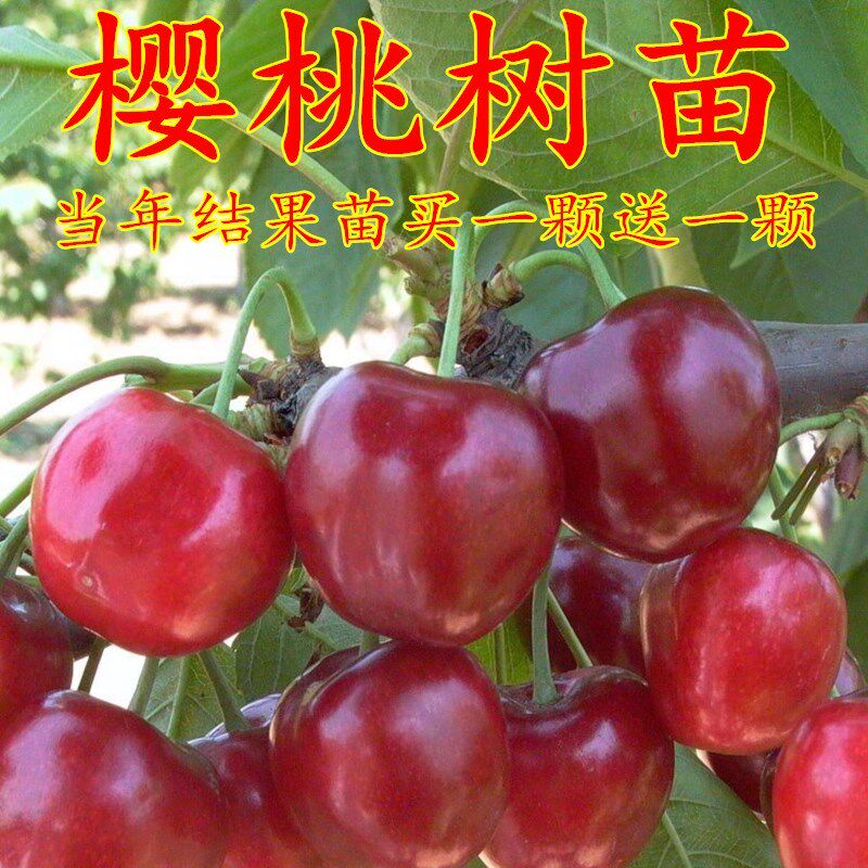 樱桃苗嫁接樱桃树苗盆栽地栽当年结果南北方种植车厘子大樱桃无核