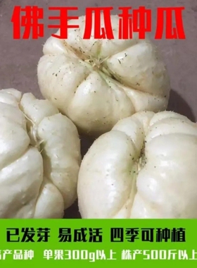 白色佛手瓜窝瓜洋瓜捧瓜