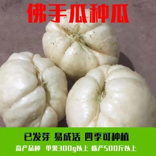 白色佛手瓜窝瓜洋瓜捧瓜