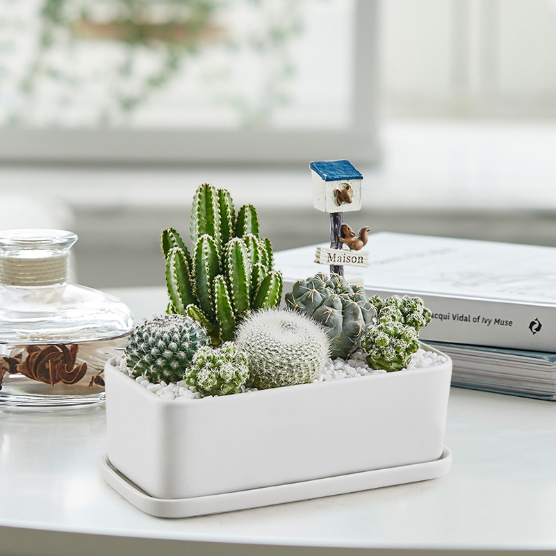 仙人掌组合盆栽室内多肉植物桌面绿植好养易活趣味创意盆景仙人球