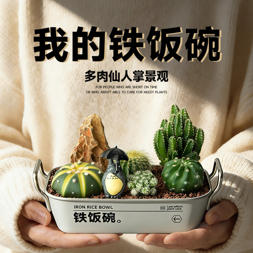 送男生礼物桌面铁饭碗仙人掌盆栽