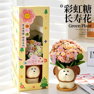 长寿花花卉礼物桌面摆件创意小狗盆绿植礼盒女生生日毕业礼物老师
