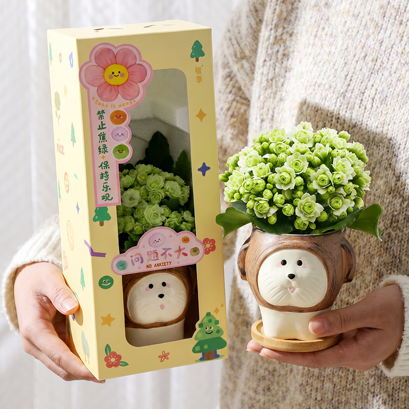 长寿花花卉鲜花礼物礼盒生日礼物