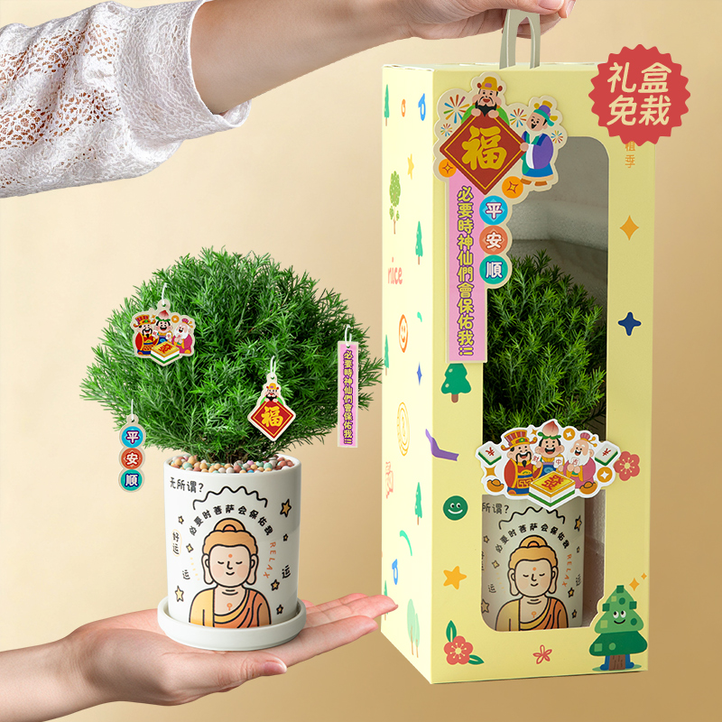 植季女生生日礼物雾凇小盆栽发财树植物桌面绿植创意伴手礼放青松