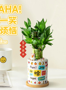 富贵竹盆栽生日礼物伴手礼