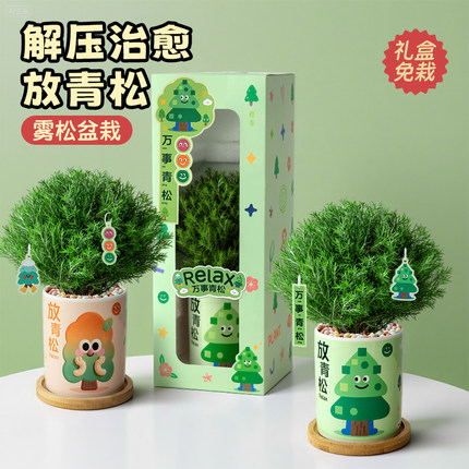 放青松绿植雾凇盆栽植物办公室桌面轻松摆件毕业男生日礼物送老师