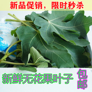 新鲜无花果叶子药用zhi疮熏洗现摘现发树叶500g保鲜产后坐浴 包邮