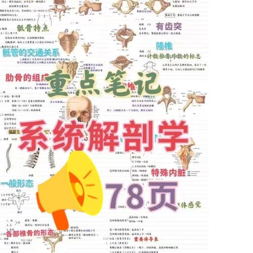 2024升级解剖学霍琨板书整理学霸笔记解剖图手写重点考试笔记本