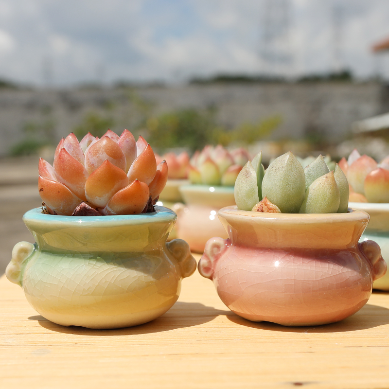 白瓷冰裂流釉厂家直销